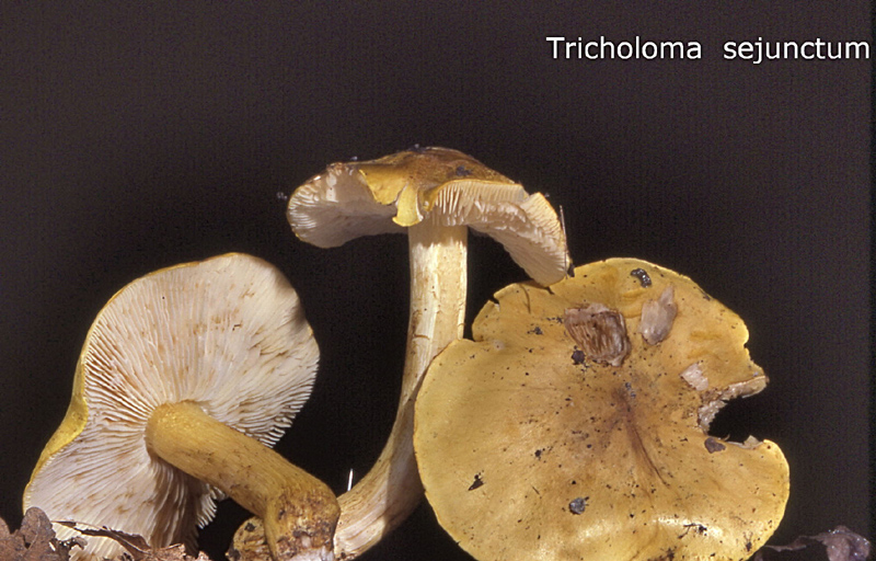 Tricholoma sejunctum-amf1057.jpg - Tricholoma sejunctum ; Syn: Gyrophila sejuncta ; Non français: Tricholome jaunet, Tricholome disjoint